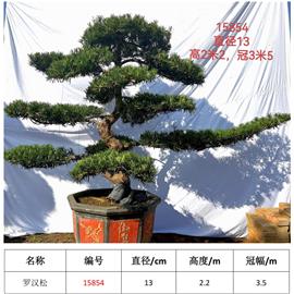 羅漢松