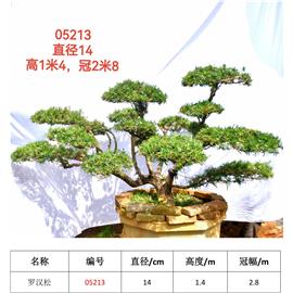 羅漢松