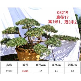 羅漢松