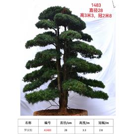 羅漢松